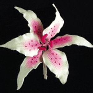 Pink Rubrum Single Large 4″ Each
