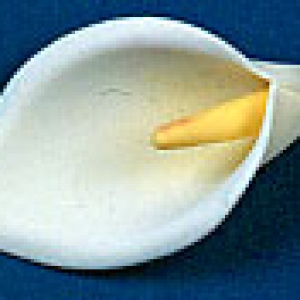 Calla Lily Flower Large 2 count