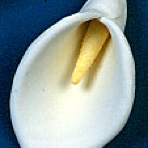 Calla Lily Flower XL 4″ Each