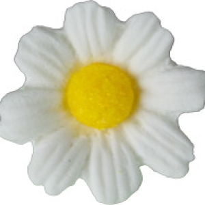 Daisies Medium White with Yellow center 6 Count