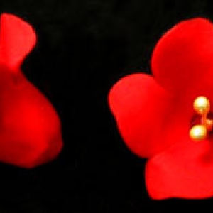 Fruit Blossom Red 1″ 5 Count