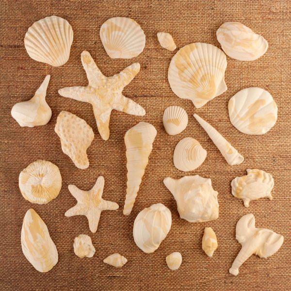 Sea Shells 4 Styles Carmel Marbled Assorted Gum Paste 3" Each - Image 2