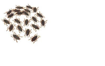 Cockroach Realistic 2" 12 count