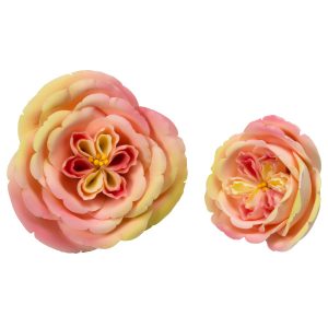 Apricot Nectar Rose Assorted 2 count