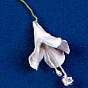 Bell Flower White with stem 7/8″ 3 count