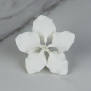 Gladiolus Single 2 1/2″ 2 count