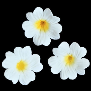 Primula White 1 1/4″ 4 count