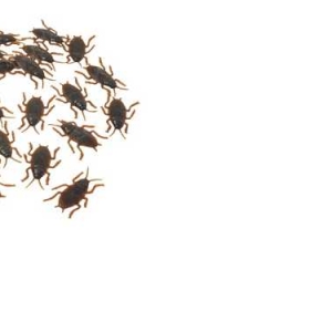 Cockroach Realistic 2″ 12 count